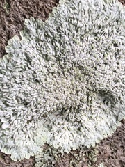 Fungi