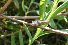 Crambus alienellus