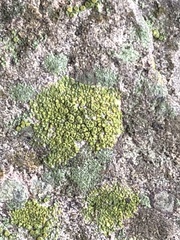 Fungi