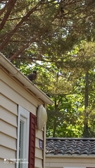 Garrulus glandarius corsicanus