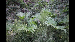 Heracleum mantegazzianum