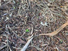 Pterostylis erythroconcha