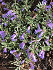 Penstemon caespitosus