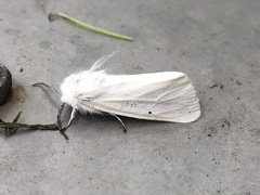 Spilosoma urticae