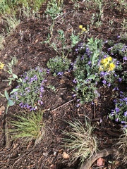 Penstemon caespitosus