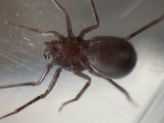 Scytodes velutina