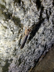 Gonypetidae