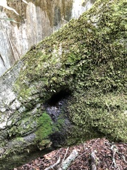 Kurixalus eiffingeri