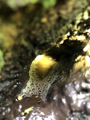 Kurixalus eiffingeri