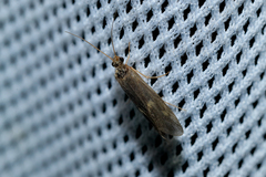 Neureclipsis bimaculata