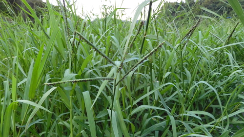 Paspalum distichum iNat (3)