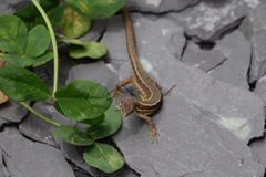 Takydromus tachydromoides