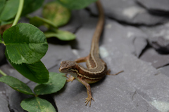 Takydromus tachydromoides