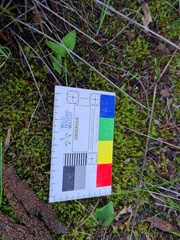 Eriochilus collinus sericeus