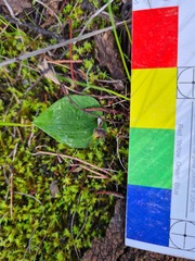 Eriochilus collinus sericeus