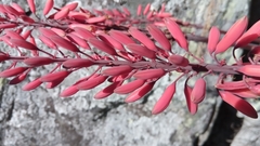 Aloe ibitiensis