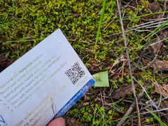 Eriochilus collinus sericeus