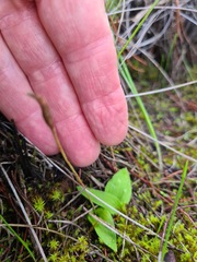 Eriochilus collinus sericeus