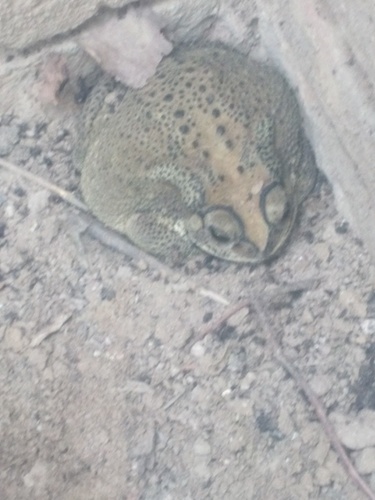 Asian Common Toad