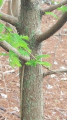 Taxodium distichum image