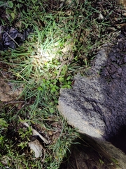 Hemidactylus whitakeri