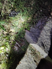 Hemidactylus whitakeri