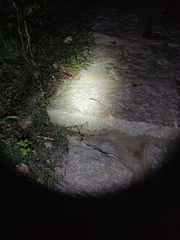 Hemidactylus whitakeri