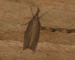Chilo phragmitella