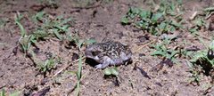 Uperodon systoma