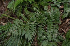 Dryopteris kinkiensis