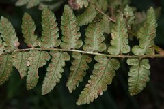 Dryopteris kinkiensis
