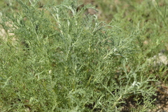 Artemisia sieversiana