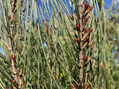 Allocasuarina distyla