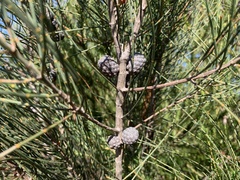 Allocasuarina distyla