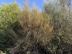 Allocasuarina distyla