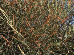 Allocasuarina distyla
