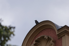 Corvus cornix