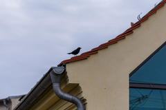 Turdus merula