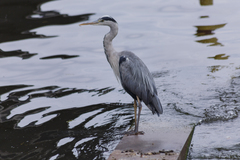 Ardea cinerea