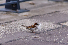 Passer domesticus