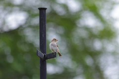 Passer domesticus