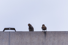Passer domesticus