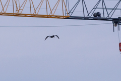 Phalacrocorax carbo