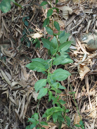 Image of Deeringia Polysperma (Deeringia polysperma) by no rights reserved