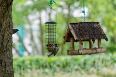 Passer domesticus
