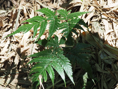 Tectaria impressa (Tectaria impressa)