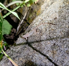 Hemidactylus parvimaculatus