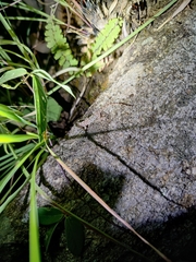 Hemidactylus parvimaculatus