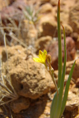 Bulbine alata