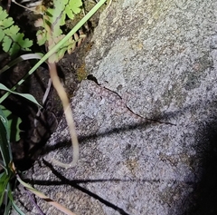 Hemidactylus parvimaculatus